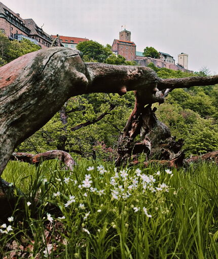 Blick auf die Wartburg von der Felseninsel aus